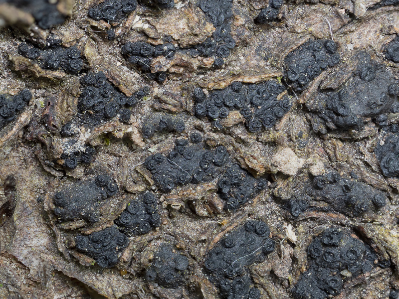 Melogramma spiniferum